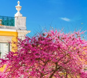 ¿Cuándo ir a Lisboa? Clima y mejores fechas